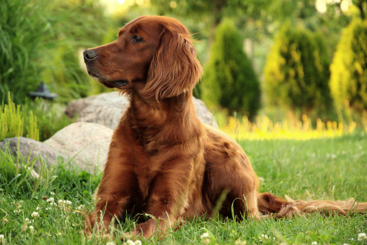 3-piece-acrylic-print-attentive-irish-setter
