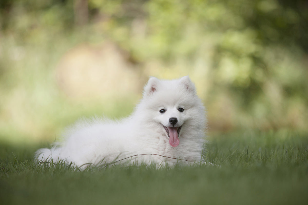 3-piece-aluminium-print-cute-spitz-puppy