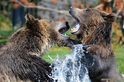 poster-print-grizzly-fight