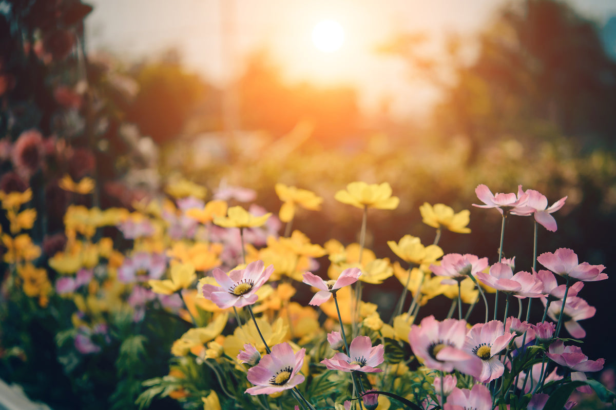 canvas-print-the-flowers