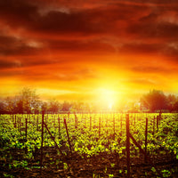 canvas-print-the-vineyard-at-sunset