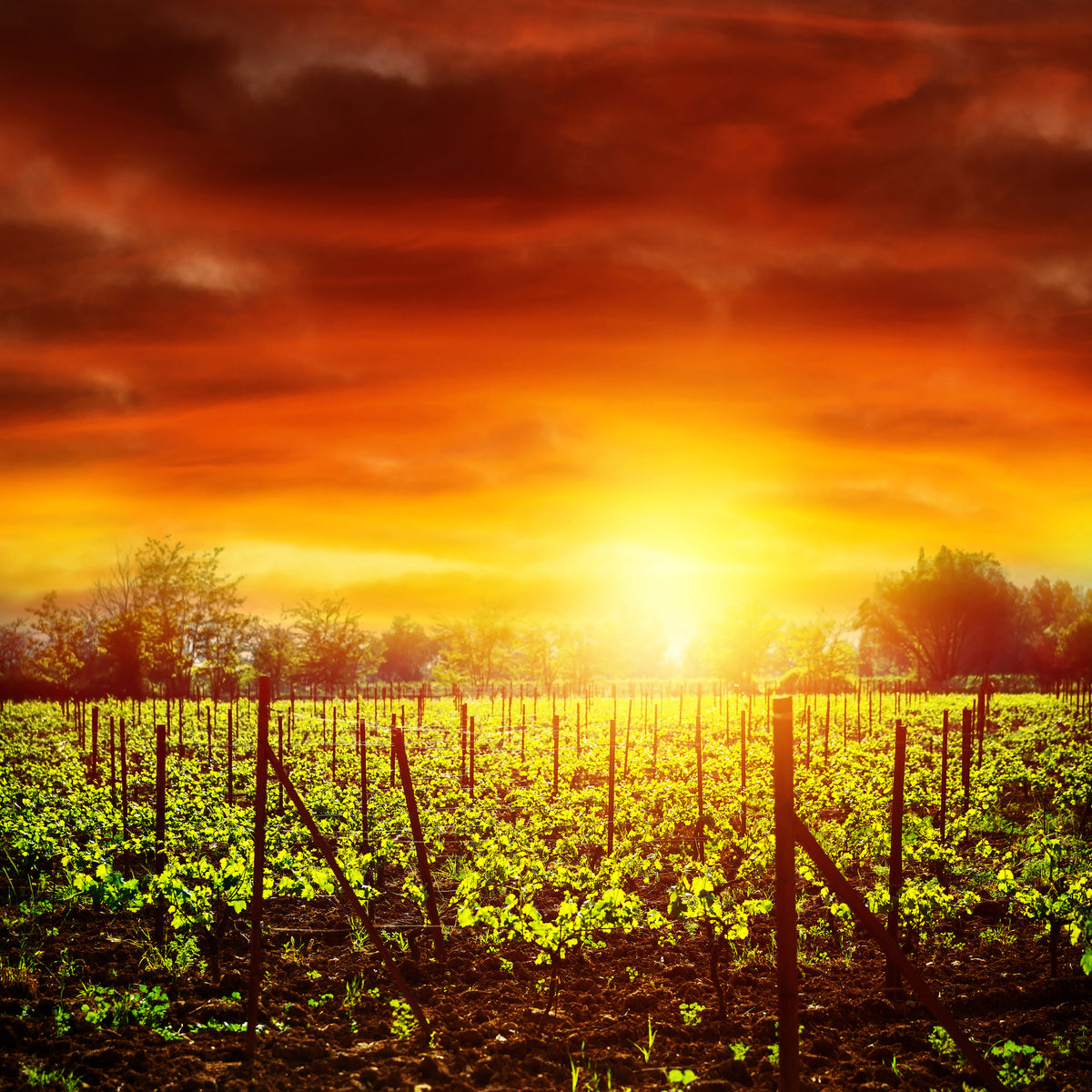 canvas-print-the-vineyard-at-sunset
