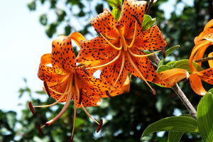 canvas-print-the-wild-tiger-lilies