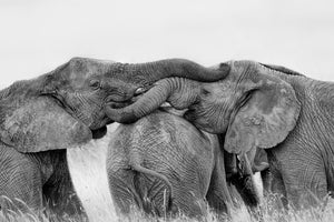framedposter-print-elephant-playing-x