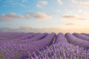 3-piece-acrylic-print-the-blooming-lavender-field