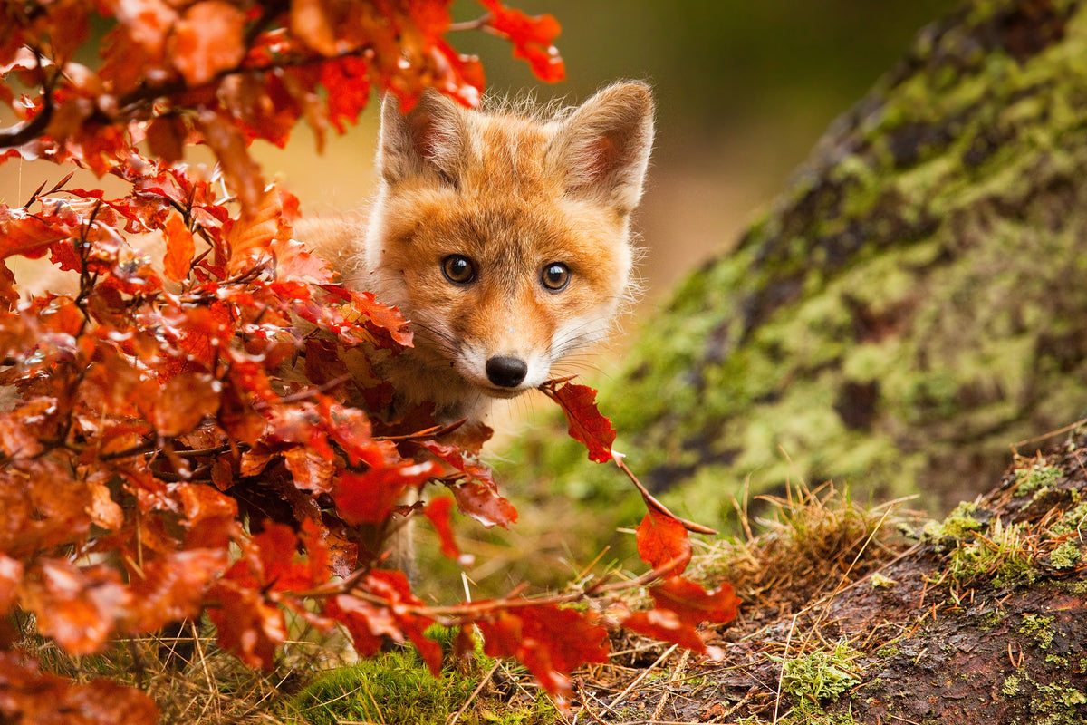 acrylic-print-fox-x