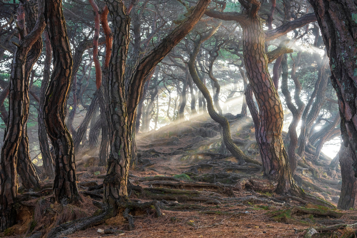 framedposter-print-sacred-pine-forest-x