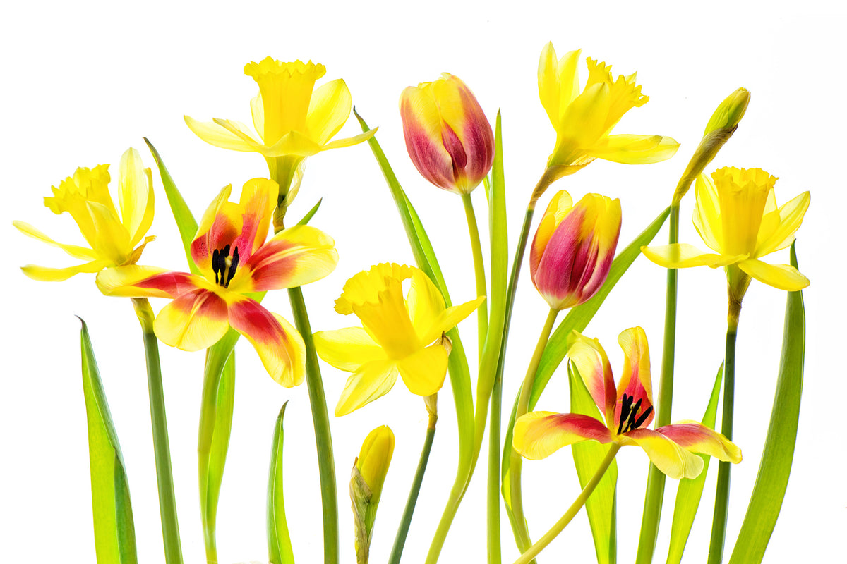 aluminium-print-vibrant-spring-x