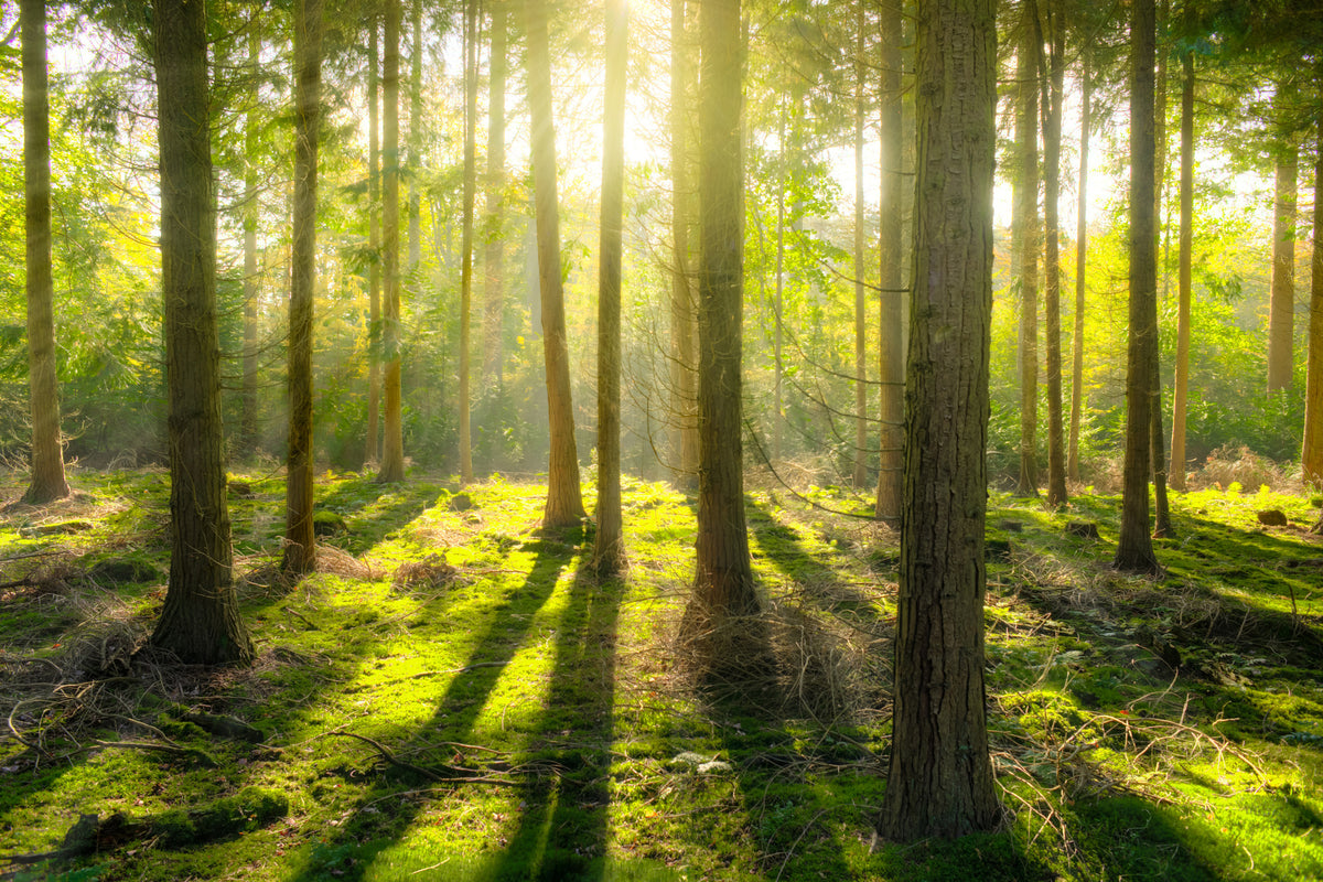 3-piece-canvas-print-in-the-middle-of-the-woods