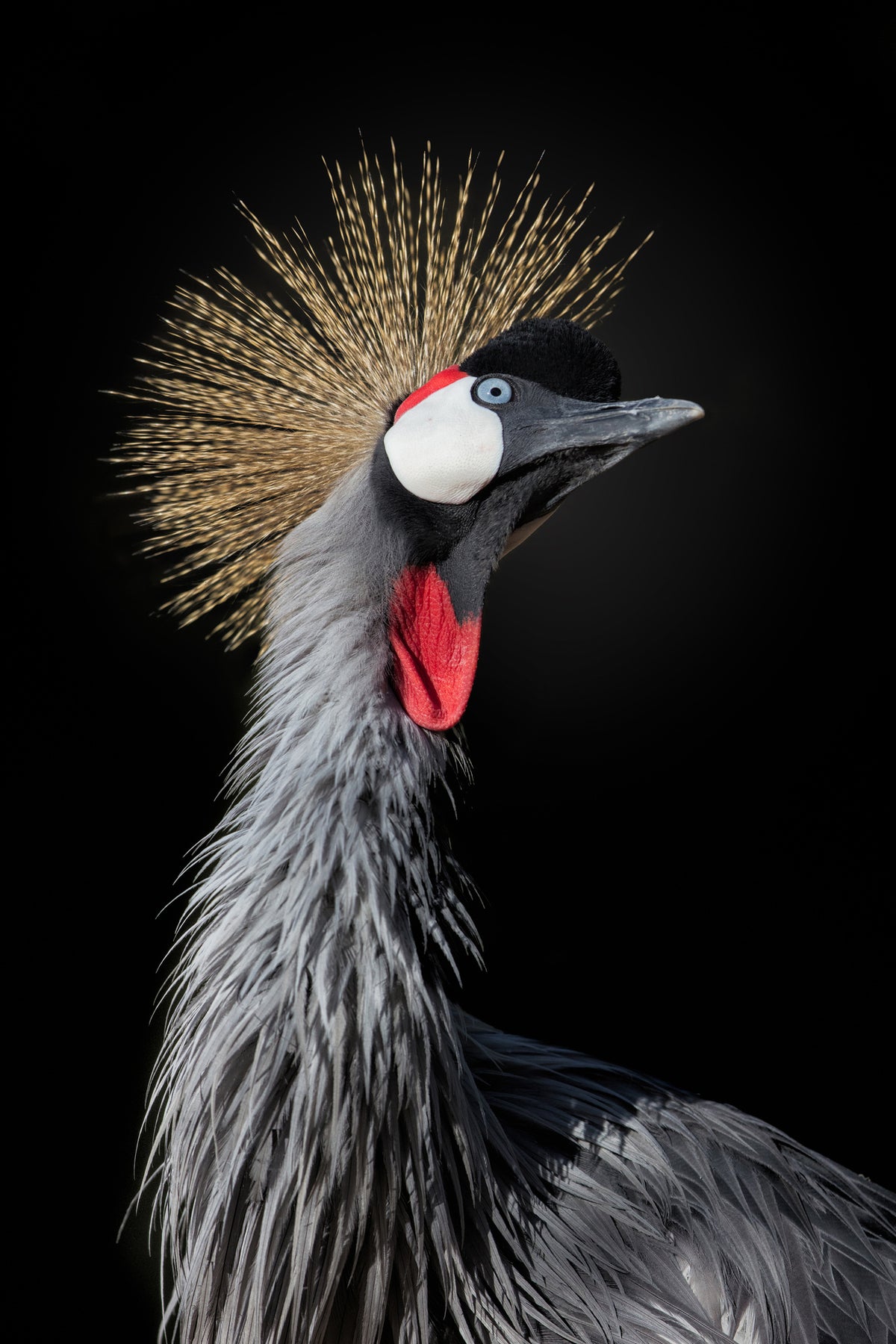 acrylic-print-the-queen