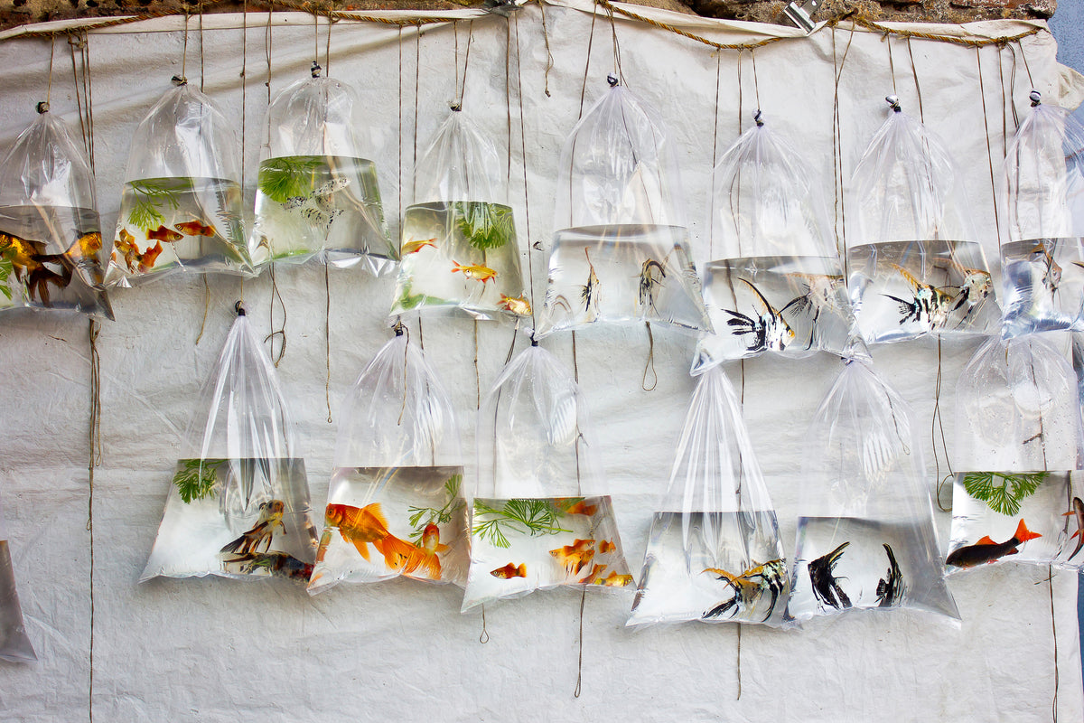 3-piece-canvas-print-the-wall-of-fish