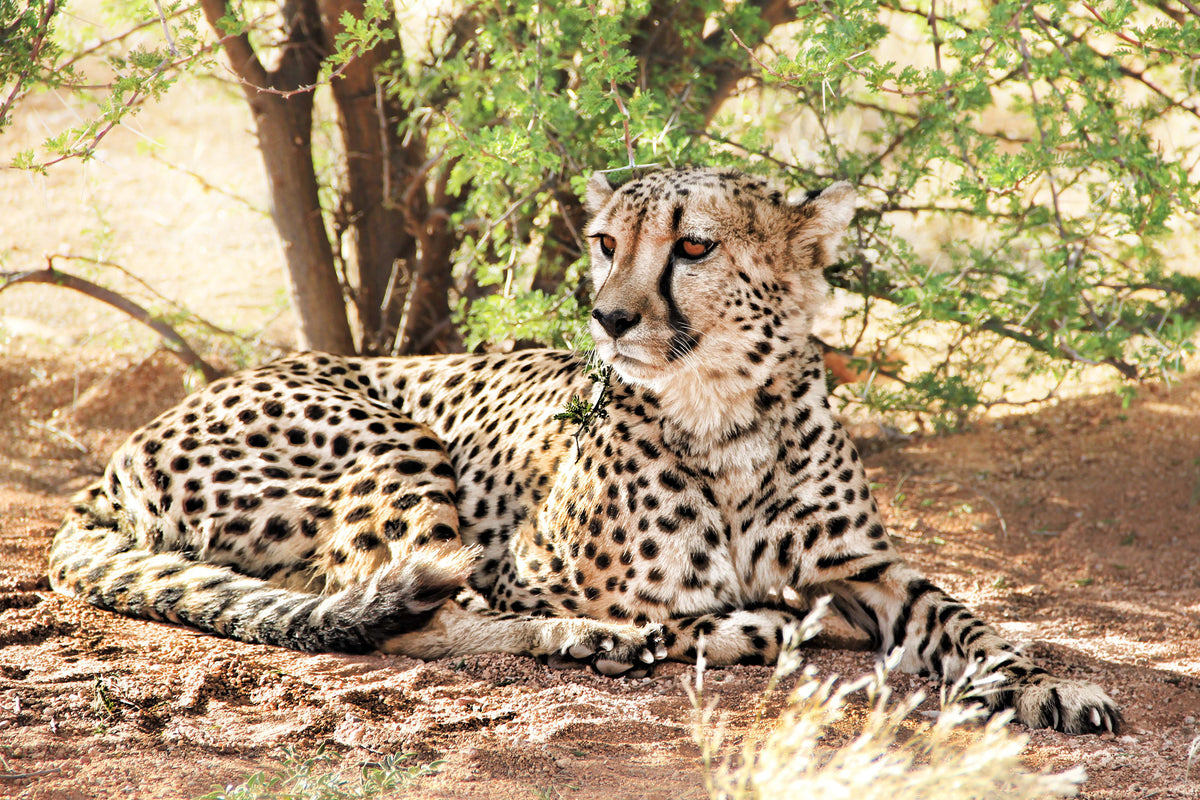 3-piece-canvas-print-sun-cheetah