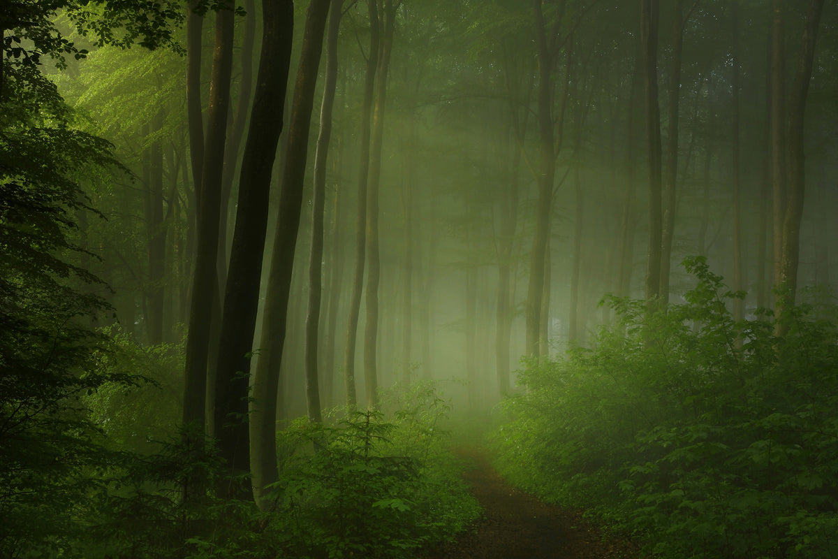 3-piece-acrylic-print-forest-morning