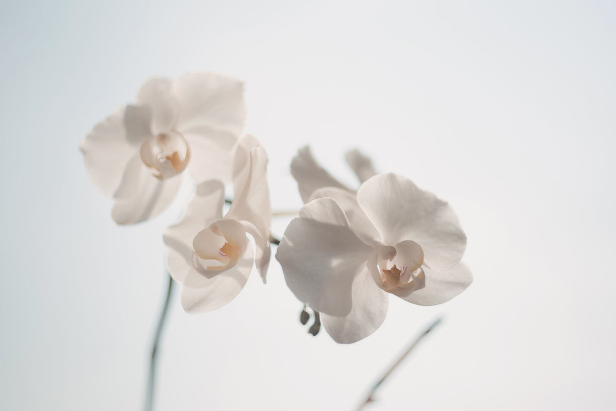 framedposter-print-graceful-orchids