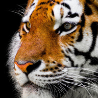 4-piece-canvas-print-close-up-tiger-head