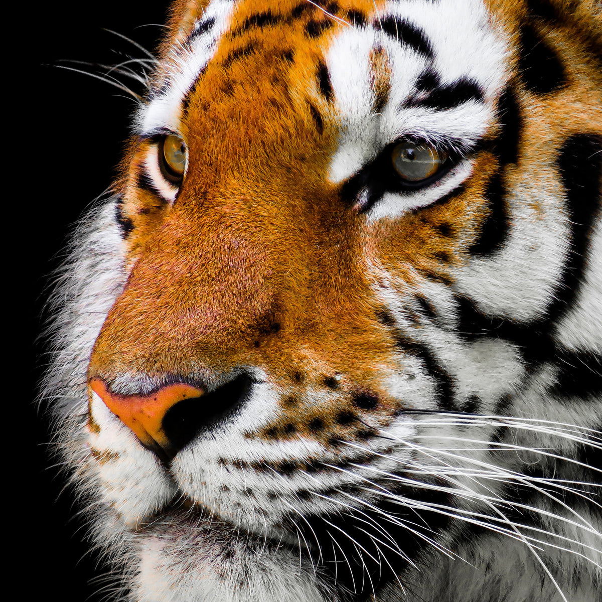 4-piece-canvas-print-close-up-tiger-head