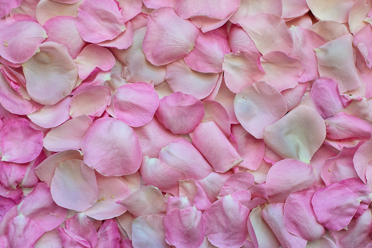 framedposter-print-rose-petals-in-pink-ii