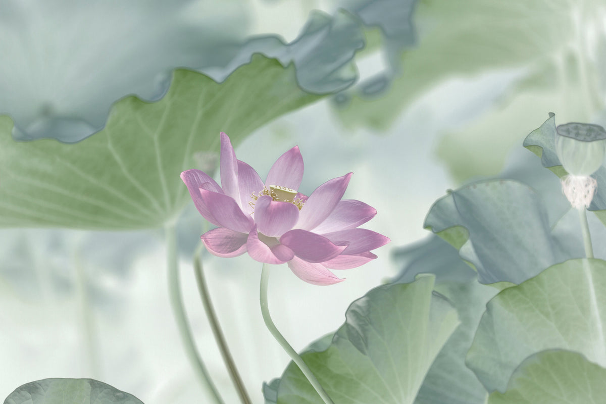 aluminium-print-lotus-x