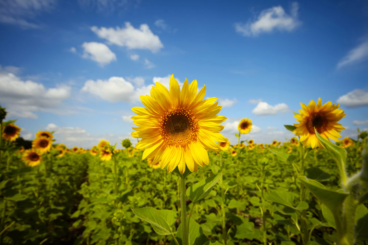 aluminium-print-summer-sunflowers