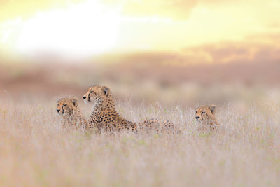 poster-print-cheetah-family-x