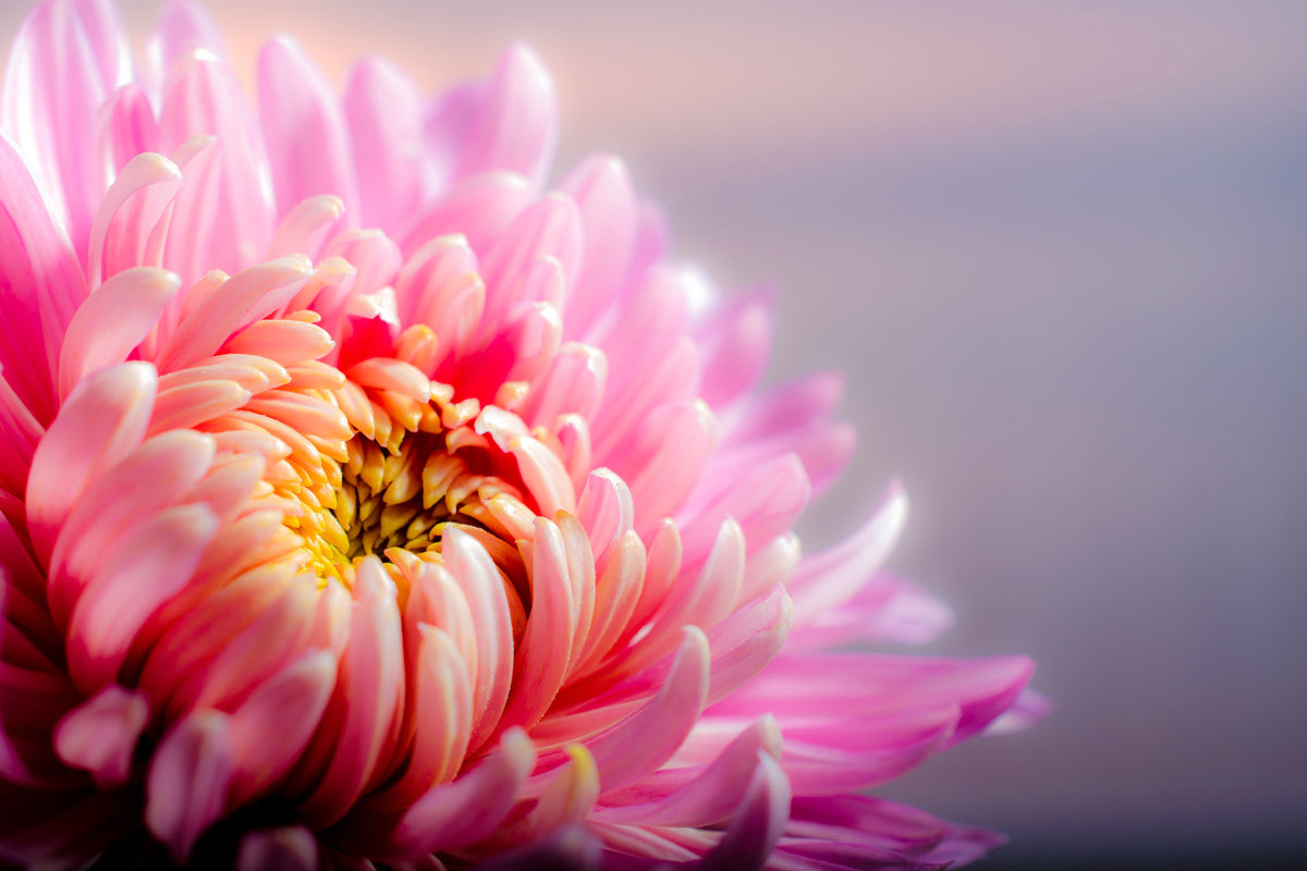 acrylic-print-macro-chrysanthemum