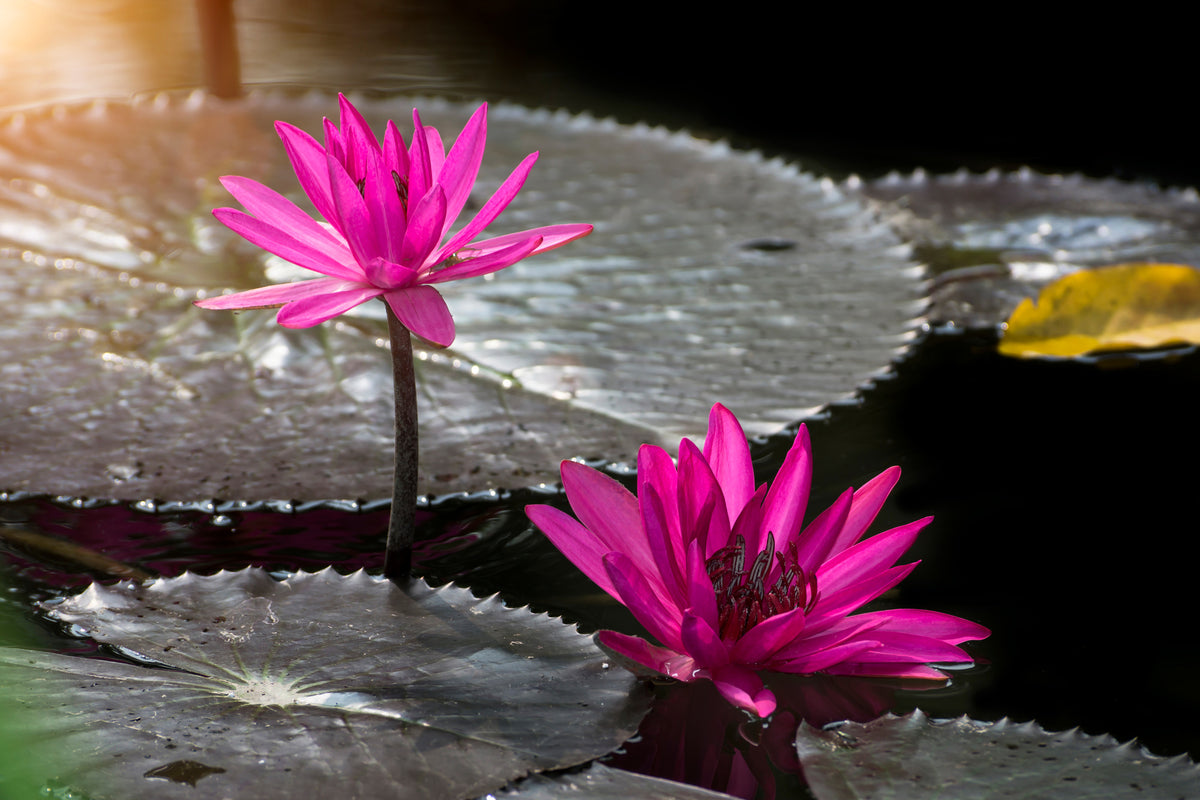 framedcanvas-print-water-lily-in-the-morning-dew