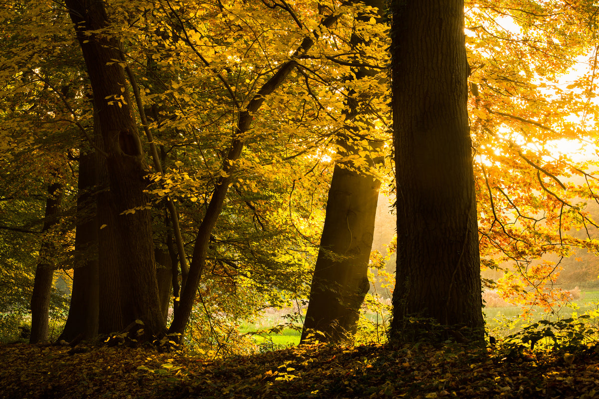 framedcanvas-print-autumn-leaves