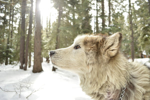 canvas-print-the-alaskan-malamute