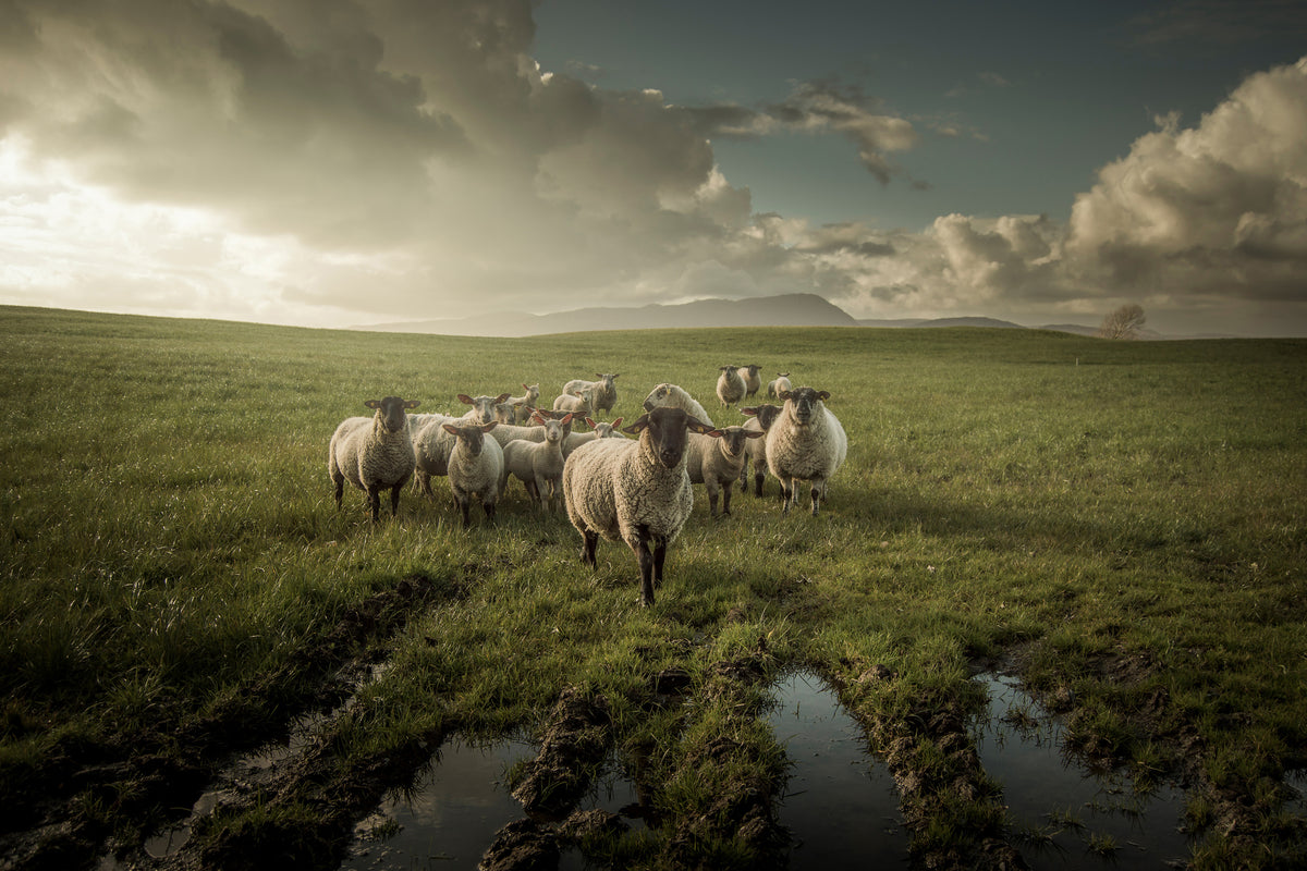 aluminium-print-sheep-x