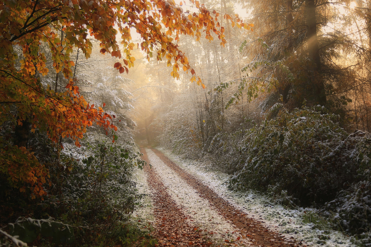 framedposter-print-frosty-fall-x