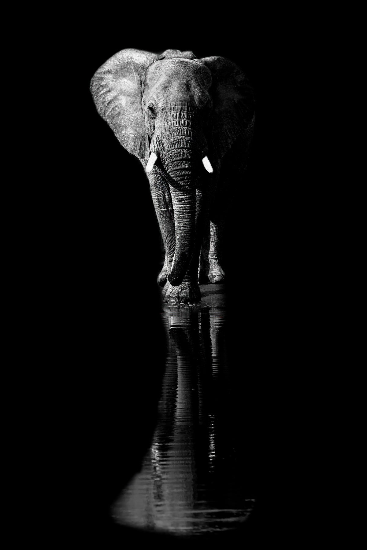 framedcanvas-print-elephant-xsa