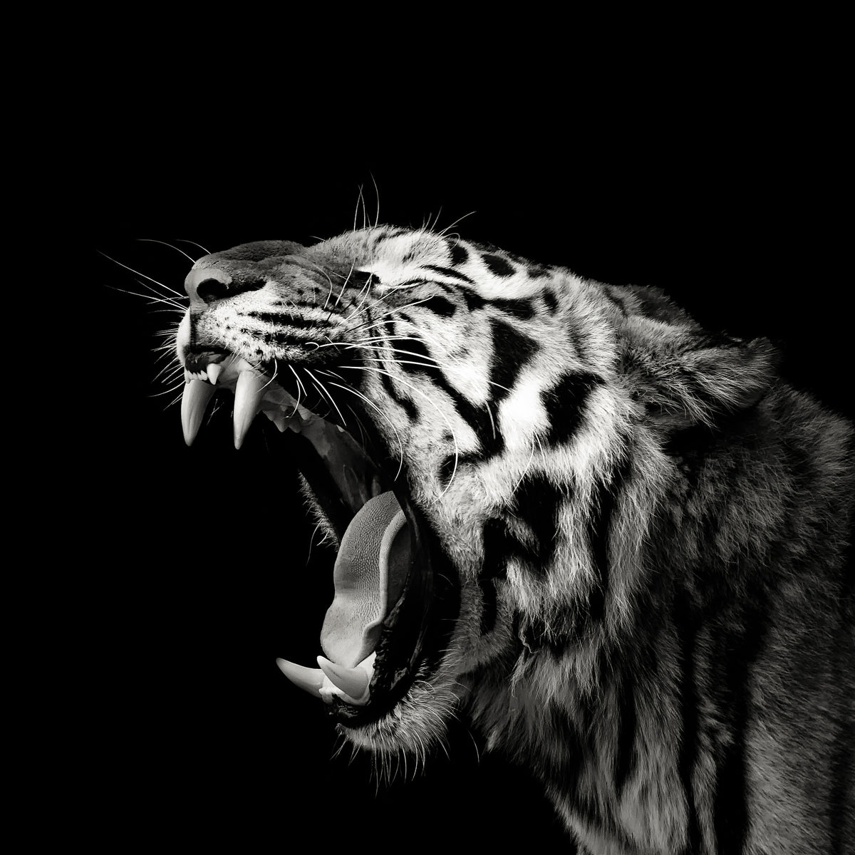 aluminium-print-primal-yawn-4-x