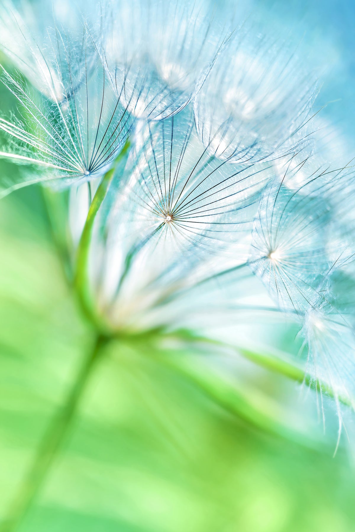 aluminium-print-macro-dandelion
