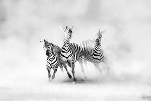 canvas-print-zebras