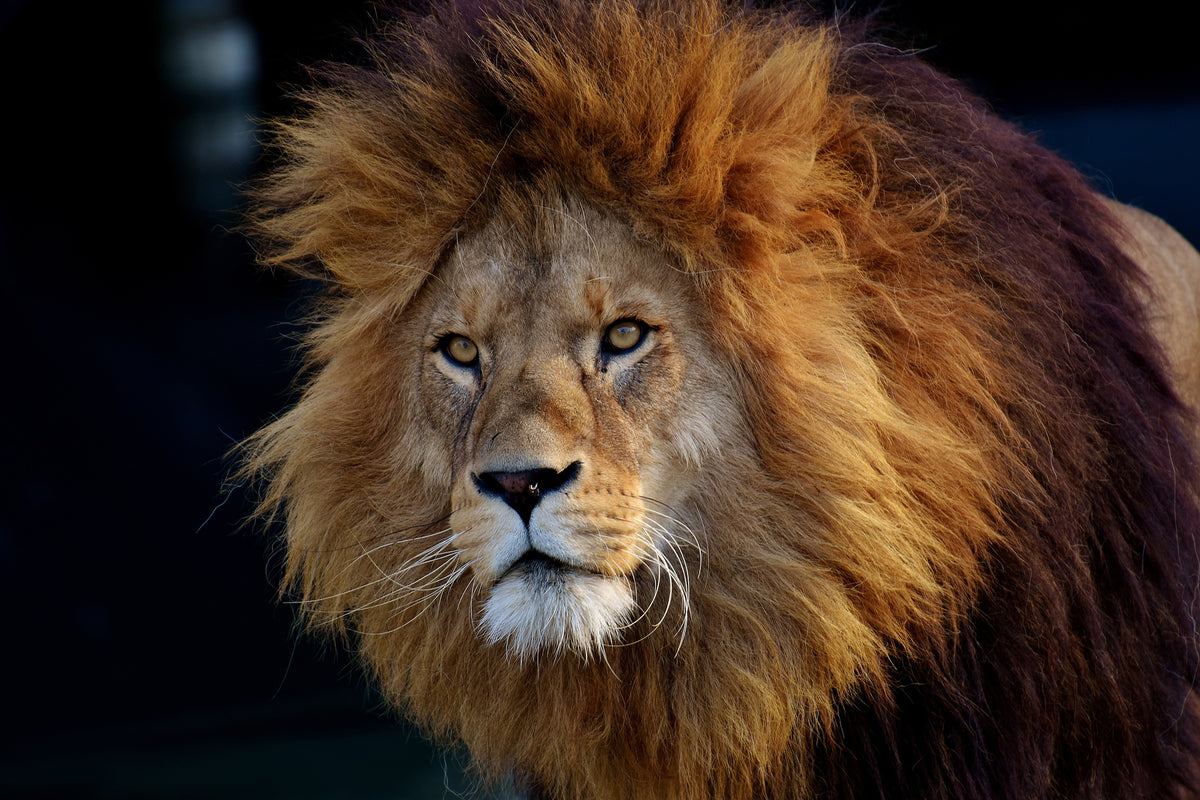 aluminium-print-attention-lion