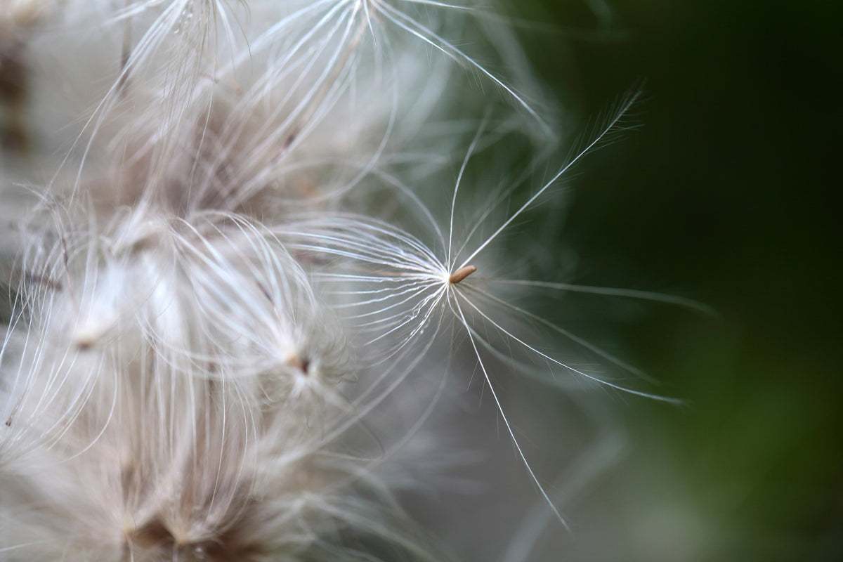 acrylic-print-close-up-flowers-fibers