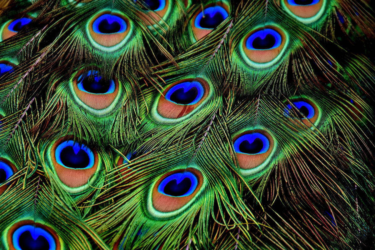 modern-3-piece-canvas-print-peacock-feathers-xxl