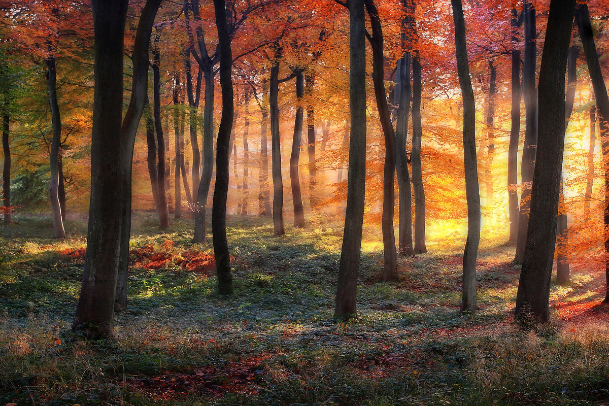 aluminium-print-autumn-woodland-sunrise-x