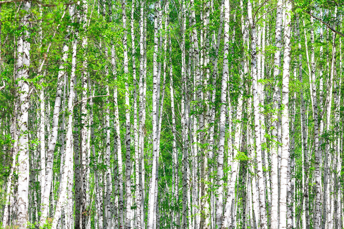 modern-3-piece-aluminium-print-the-birch-forest