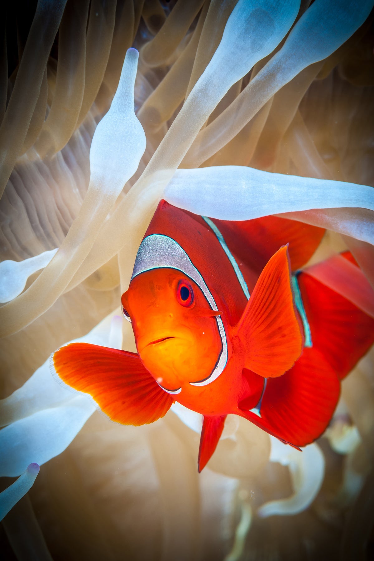 poster-print-clownfish-defends-his-white-anemone-x
