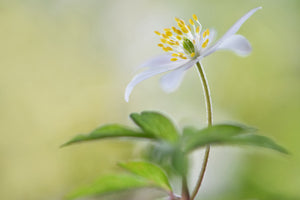 aluminium-print-spring-light-x