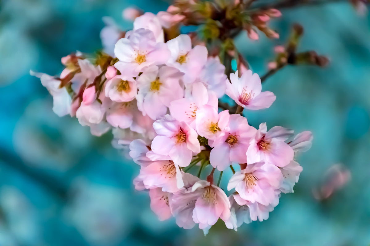 modern-3-piece-canvas-print-close-up-flower