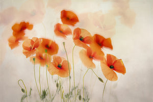 acrylic-print-waving-in-the-wind-x