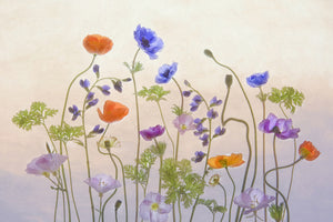 canvas-print-poppy-a-anemone-x