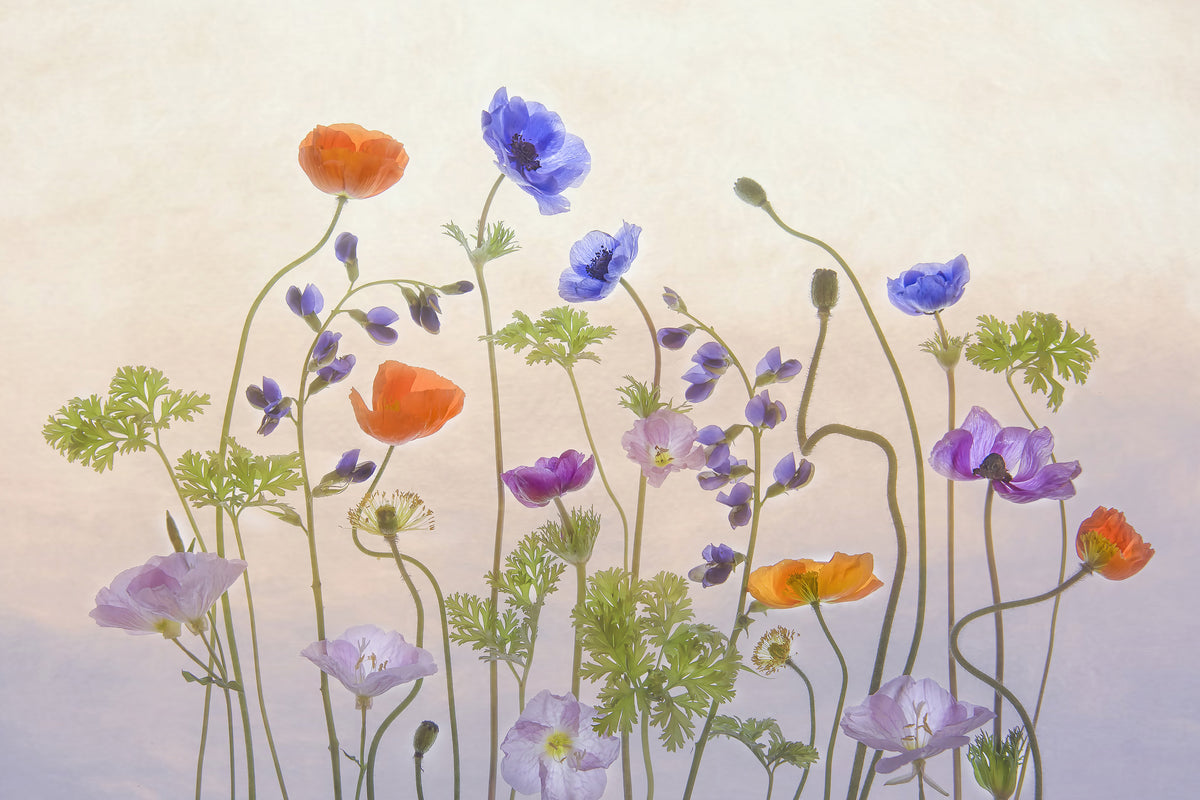 canvas-print-poppy-a-anemone-x