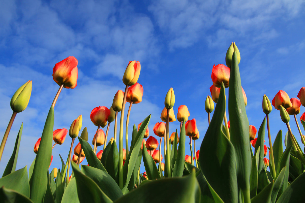 canvas-print-tulips-tower-to-the-sky
