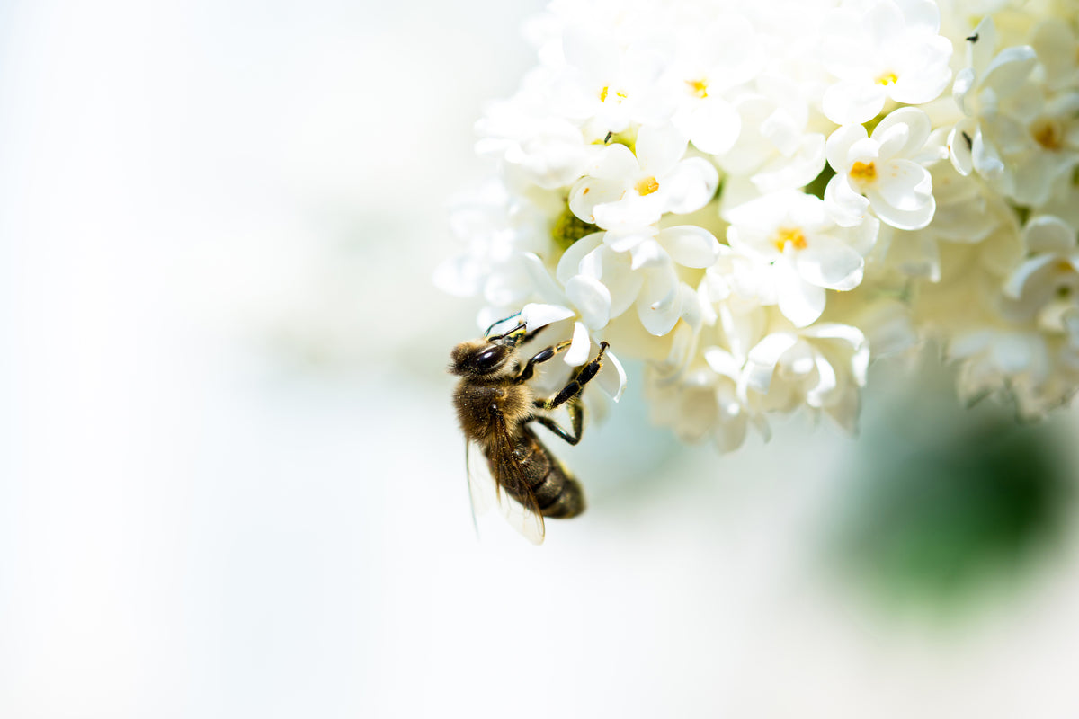 canvas-print-the-bumblebee-and-the-flower