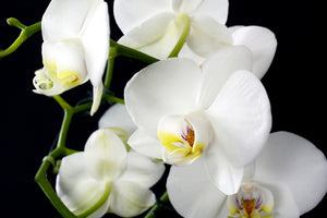 canvas-print-orchid-close-up