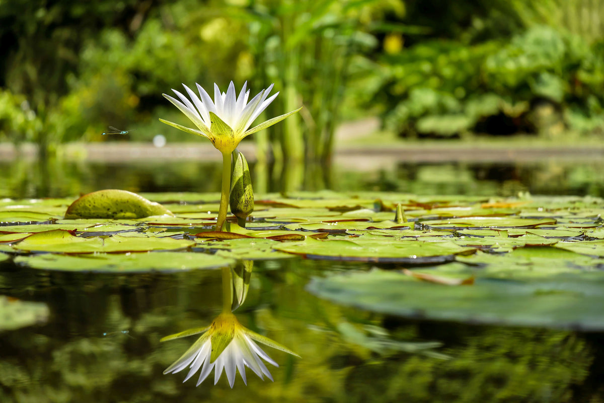acrylic-print-water-lily-in-nature