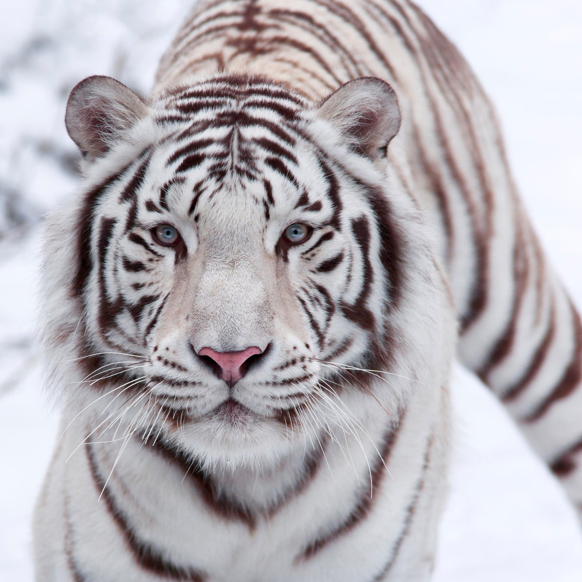 aluminium-print-the-king-tiger